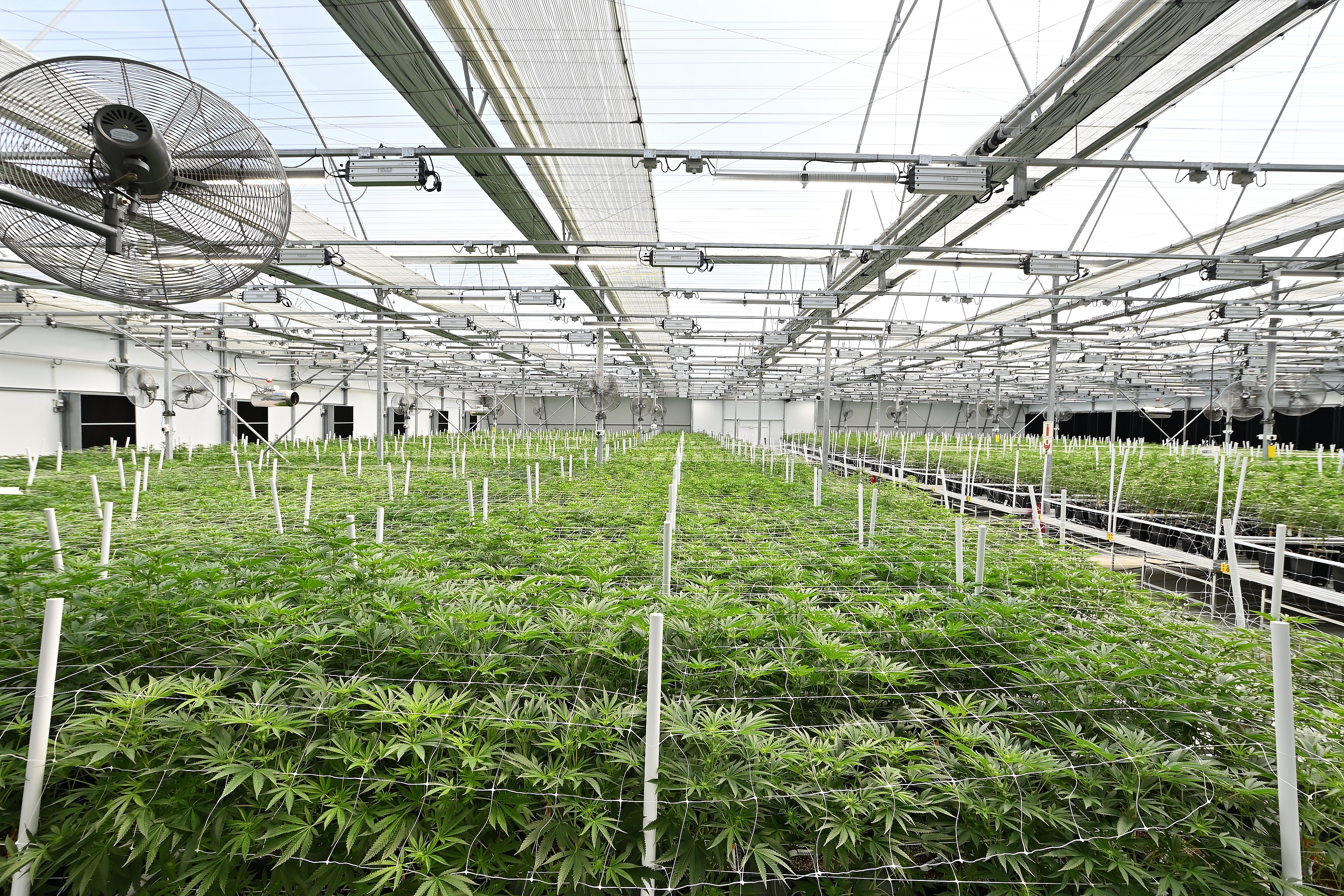 How Fluence is Transforming the South African Cannabis Industry