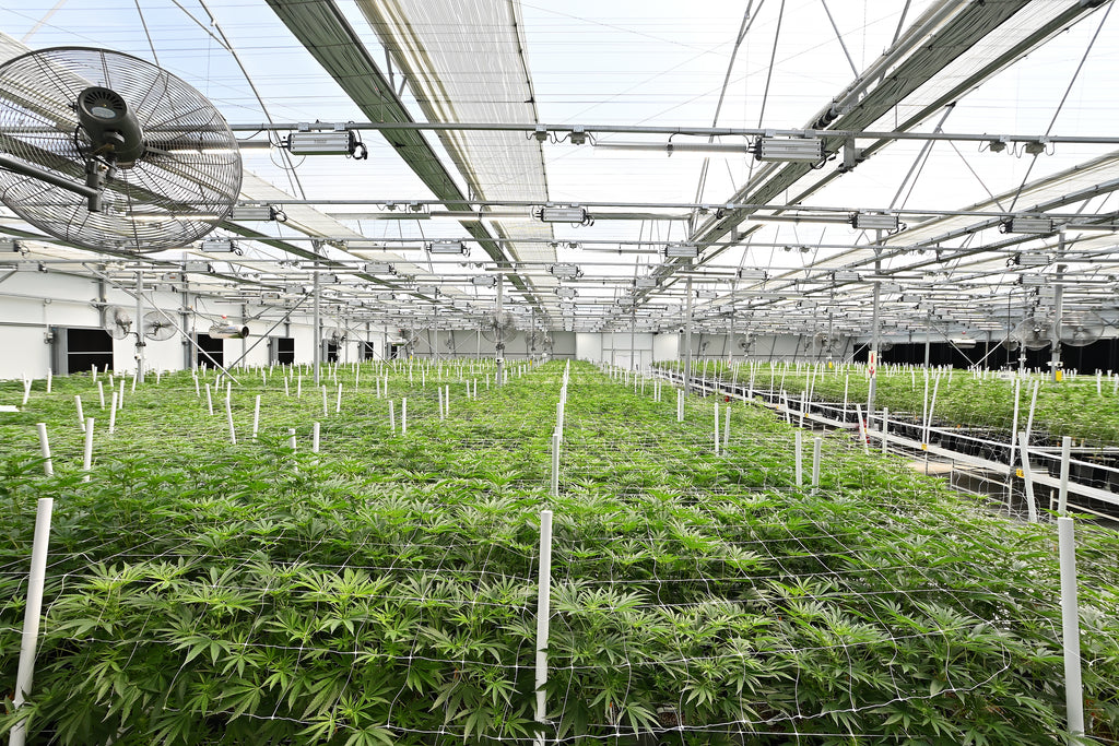 How Fluence is Transforming the South African Cannabis Industry