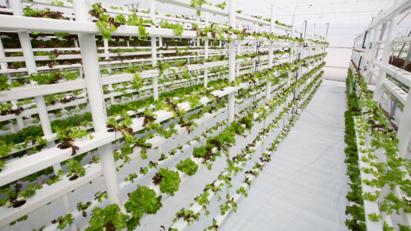 Vertical Farming
