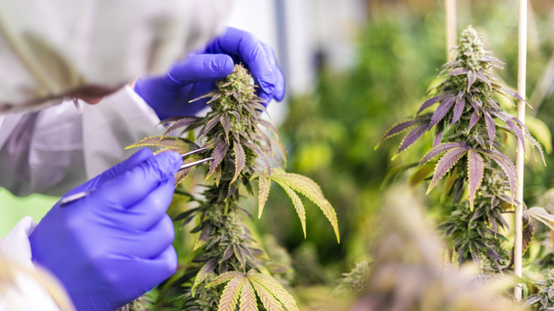 The Cannabis Expo