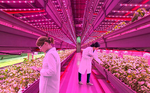 Horticulture Lighting Think Pink