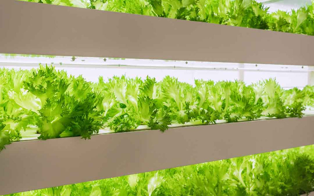 How to Choose the Best Indoor Lighting For Your Plants