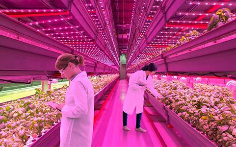 Horticulture Lighting Think Pink